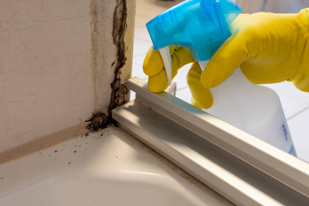 Best Black Mold Remediation in Wagon Wheel, AZ