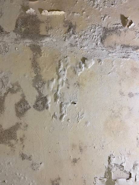 Best Bathroom Mold Remediation in Wagon Wheel, AZ